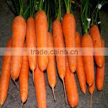 Fresh Carrot From China