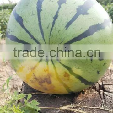 Hybrid F1 Watermelon Seeds Jia Mi No.1