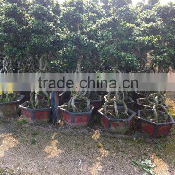 Middle Size Braid Tower Shape Bonsai Ficus Microcarpa