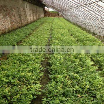 Blue Berry Trees Seedling