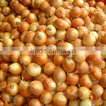 2014 new crops fresh Yellow onion