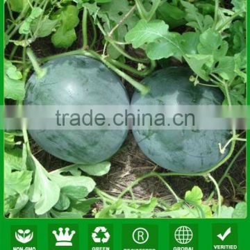 NW10 Heis Hybrid sweet seeds watermelon