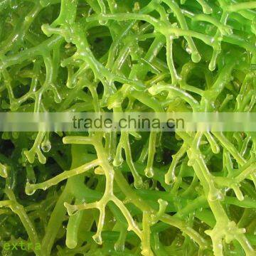 Humic Acid+Amino Acid Granular photo-2