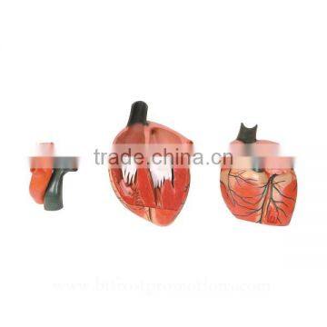 Vivid Human Organs Body Anatomy Heart Model photo-3