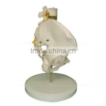 High Quality Human Body Anatomy Pelvis Spine Model photo-4
