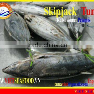 FROZEN SKIPJACK TUNA WHOLE ROUND