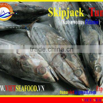 FROZEN WHOLE ROUND SKIPJACK TUNA