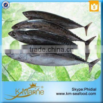 Hot Selling 18 months Shelf Life 300-500g Bonito