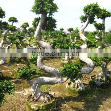 Ficus microcarpa big S shape