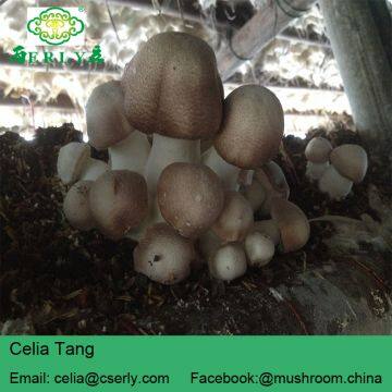 Blazei Mushroom photo-3