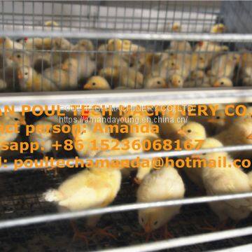 Benin Chicken Farm H Type Automatic Chicks Cage & Pullet Cage in Brooding Room