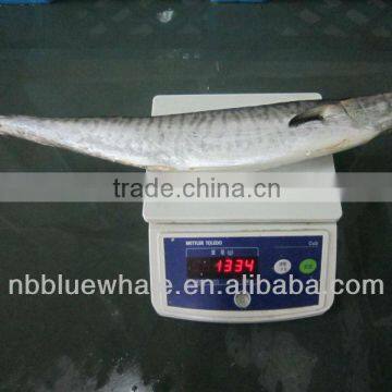 1000-2000g spanish mackerel Scomberomorus niphonius