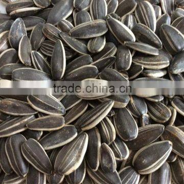 sunflower seeds price export sunflower seeds raw seed