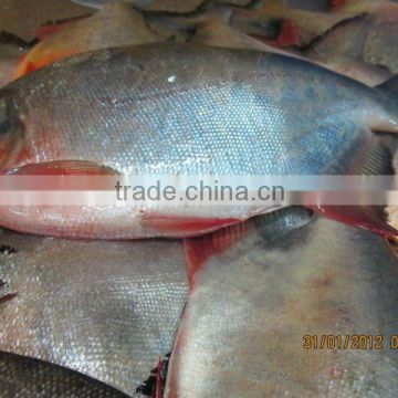 FROZEN POMFRET (FRESH WATER)