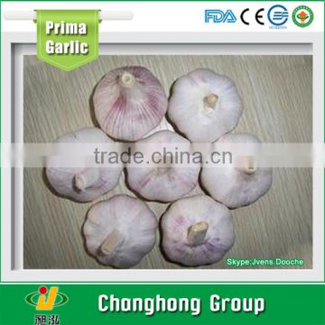 2016 10kg carton normal white garlic factory directly supply                        
                                                Quality Choice