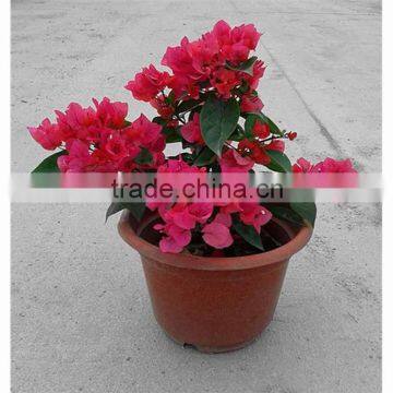 Small size bougainvillea for nursery plant