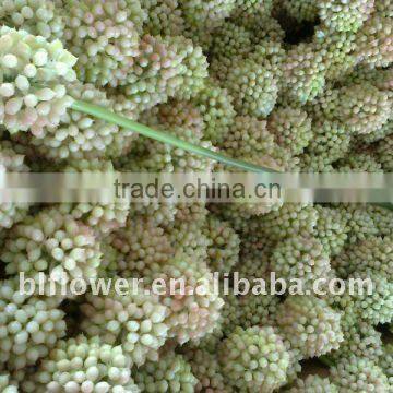 artificial plastic allium