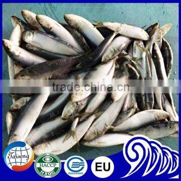 Seafood Export Frozen Sardine Raw Material