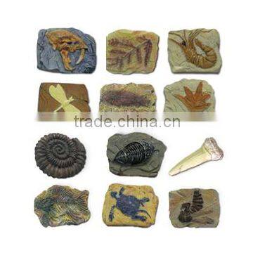 Fossil Photo Frame Dig Kit, 4 Assorted, 12pcs per Display. photo-5