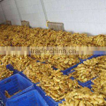 FRESH GINGER 300G-400G HOT SALE PACKING IN MESH BAG