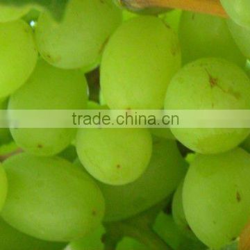 2012 china new crop seeds fresh green grape