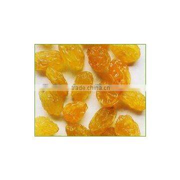 good quality seedless golden raisin