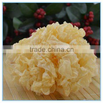 Chinese White Jelly Fungus photo-3