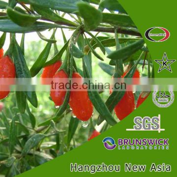 100% natural goji berry extract