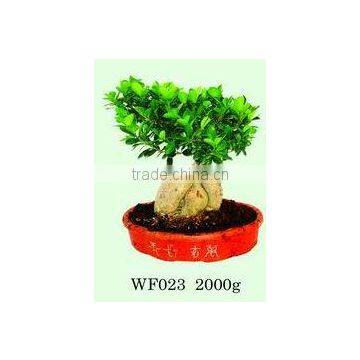 Bonsai Ficus /Ficus bonsai/Ficus microcarpa