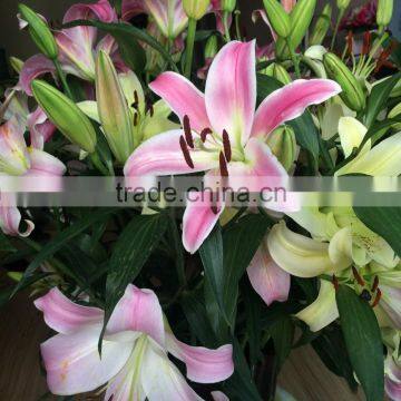 Supply Kunming Spring and Summer Fresh Flowers Fresh Cut Lilies