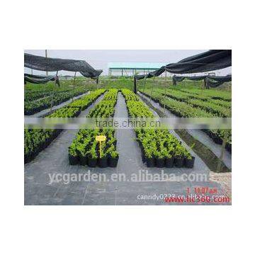 Black Weed Barrier Fabric/Anti Grass Cloth photo-6