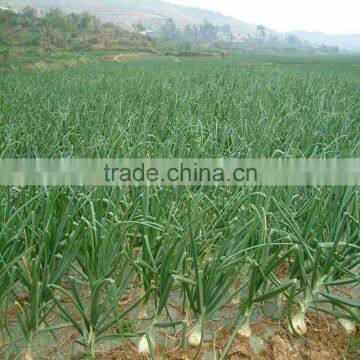 Factory Price Manual Onion Planter photo-3