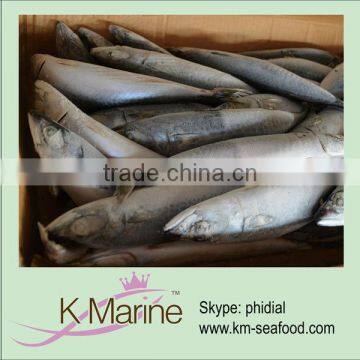 Sea frozen marine fish mackerel japonicus