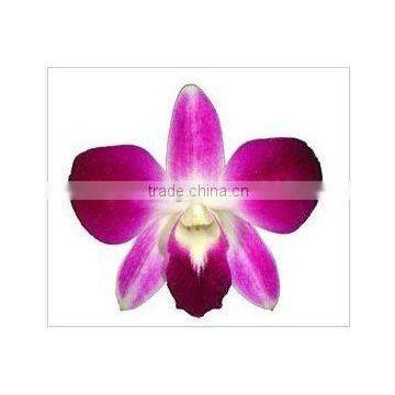 Thailand Best Quality D-004 Dendrobium Sonia Orchid