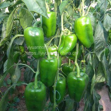 hybrid mid-late maturity sweet pepper seeds greenhouse vegetable seeds No.1