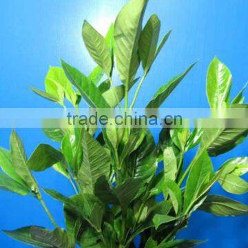 New hot-sale fresh Gardenia Leaves