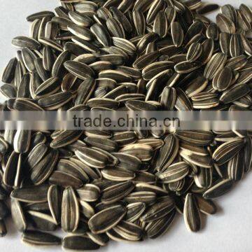 Black Sunflower Seed from China Market Price