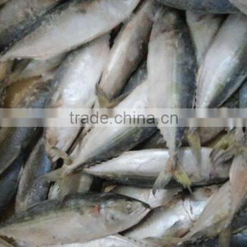 FROZEN INDIAN MACKEREL