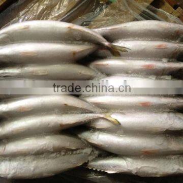 Frozen Whole Round Mackerel Size 200-300g/pcs for Sale