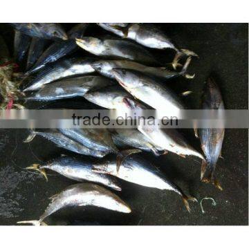 Bonito fresh whole tuna for sale