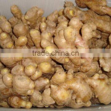 Hot sale dried ginger for export