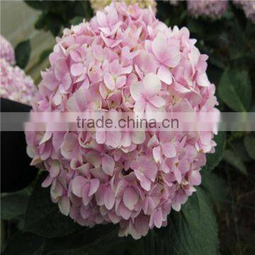 Wholesale Cheap Fresh Cut Hydrangea Flowers photo-4