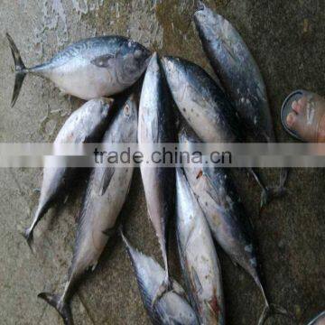 Fish bonito tuna frozen eastern little tuna 750G+ for sale