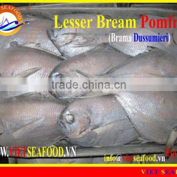 FROZEN W/R LESSER BREAM POMFRET