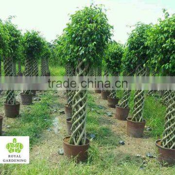 Ficus microcarpa cage shape