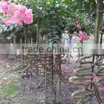 lagerstroemia indica Chinese Letter bottle and tree shape plants