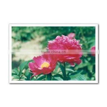 Herbaceous Peony Plant Root Fu Gui Hong