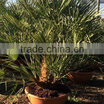 Chamaerops Humilis Cerifera