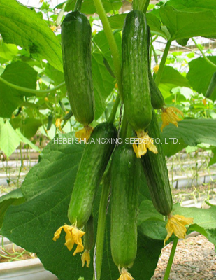 Quality High Yield Short Fruit Kind Hybrid Cucumber Seeds SXC No.8 photo-4