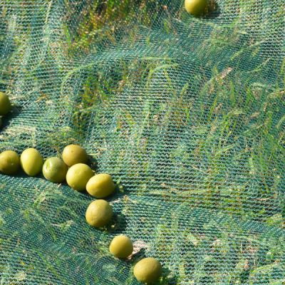 Olive Net Virgin HDPE Material Nets With Customized Size Metal Ring Plastic Netting For Sale